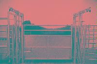 A set of images of a cow in a pen.  Taken February 2003.