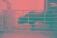 A set of images of a cow in a pen.  Taken February 2003.