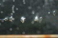Photographs of a physics experiment entitled "The Singing Bubbles". The experiment was part of a 4th Year project by Mr Diarmuid Lloyd and mostly consisted in an attempt to capture images of a bubble at different stages of formation as it left a very thin glass nozzle.