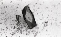 Microscopical images of crystal like structures