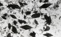 Microscopical images of crystal like structures
