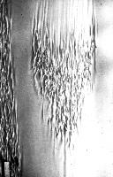 A collection of photographs from some fluid dynamics experiments, possibly belonging to Dr Francis Barnes. (Swirls, vortex, vortices)
