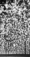 A collection of photographs from some fluid dynamics experiments, possibly belonging to Dr Francis Barnes. (Swirls, vortex, vortices)