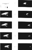A collection of photographs from some fluid dynamics experiments, possibly belonging to Dr Francis Barnes. (Swirls, vortex, vortices)