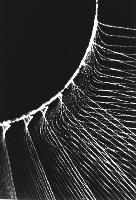 A collection of photographs from some fluid dynamics experiments, possibly belonging to Dr Francis Barnes. (Swirls, vortex, vortices)